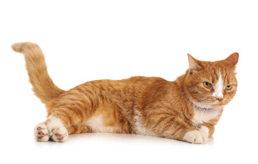 Cute ginger cat lying on white background
