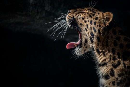 Portrait of a the Amur leopard (Panthera pardus orientalis). East Siberian leopard. Red List