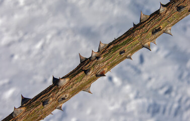 a large stem of a rose bush with many prickly thorns. rough rose trunk with thorns. blurred background.