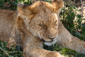 Lions on Safari