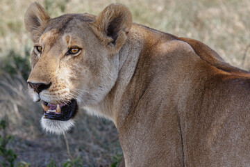 Lions on Safari