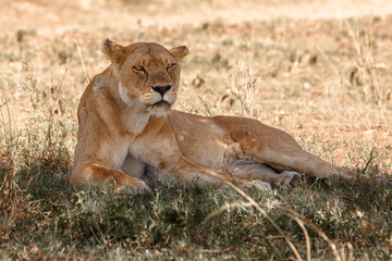 Lions on Safari