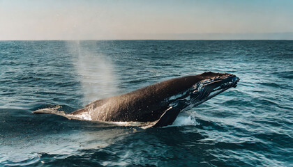 The moment a humpback whale dives into the ocean. its body or tail above the surface of the ocean

