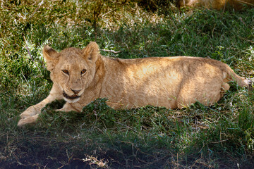 Naklejka na ściany i meble Lions on Safari