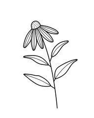 Echinacea flower. Organic nature medical herb. Hand drawn line logo. Isolated vector illustration in doodle line style. - obrazy, fototapety, plakaty