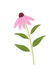 Echinacea flower. Coneflower with leaves. Herbal medical plant. Flat vector illustration isolated on white background.