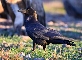 un poderoso cuervo negro