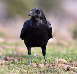 un poderoso cuervo negro