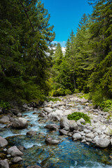 A small turbulent river in summer Pirin mountains. Demyanitsa river flowing in a mountain coniferous forest near Bansko town.