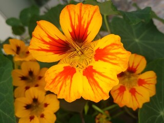 Bright nasturtium flower of yelowish and orange tones with some other flowers behind