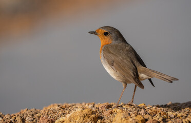 The european robin on the ground ready to the bath