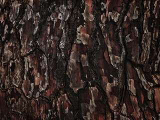 Old cracked tree bark close up as background, web banner, poster