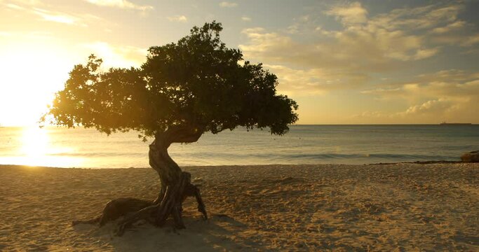 Cinematic tree on beach at sunset - smooth wide shot