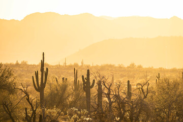 Saguaro cacti basking in the warm golden light of sunset in the Sonoran Desert of Arizona. - obrazy, fototapety, plakaty