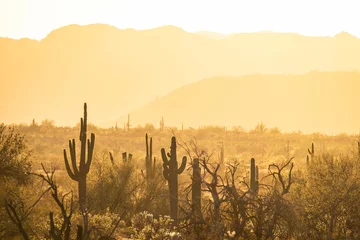 Foto op Aluminium Saguaro cacti basking in the warm golden light of sunset in the Sonoran Desert of Arizona. © Jason Yoder