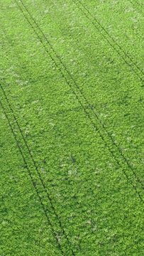 Vertical aerial top down drone flies over green agriculture field. Flight over cereal plants land, agricultural industry. Natural texture in motion, rows leguminous crops. Harvest organic cultivate
