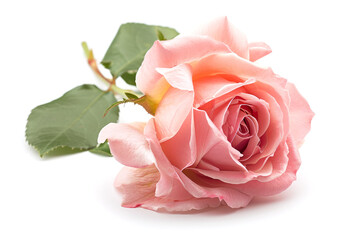 Gentle pink rose isolated on a white or transparent background. Rose flower is symbol of love, Gifts for anniversaries or Valentine's Day.