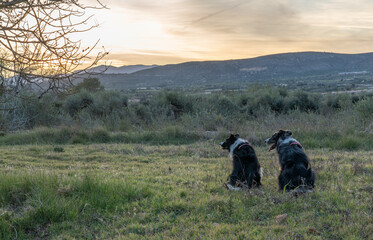 Fototapeta na wymiar border collies in the field watching the sunset