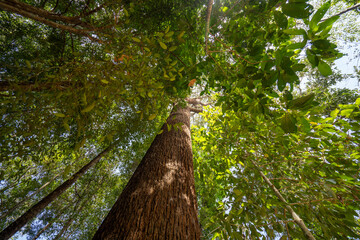Bottom view of tree trunk to green leaves of big tree in tropical forest with sunlight, Fresh environment in Forest, Forest tree with small leaves on sunny day.