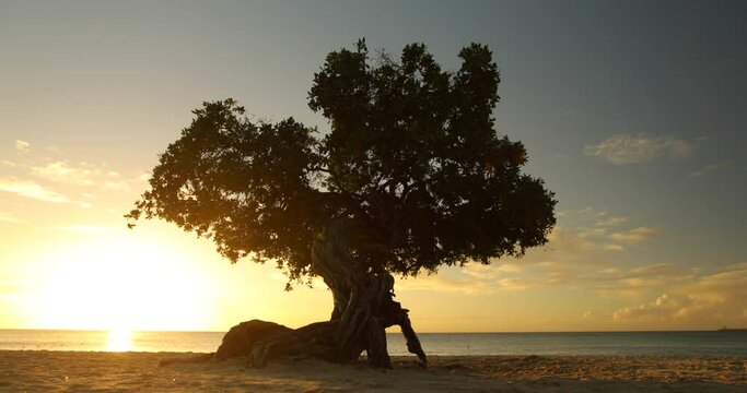 Large tree blowing in the wind on sunset glowing beach - wide shot