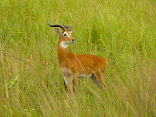 impala in the savannah