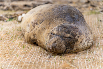 Elephant seal sleeping on the beach, Drakes Beach, California