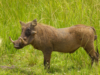 warthog in the grass