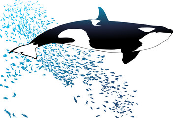 ballena, orca, vector, pegatina, orca ballena, peces, oceano