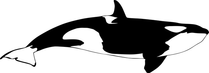 ballena, orca, vector, pegatina, orca ballena, peces, oceano