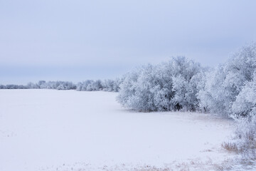 Idyllic landscape with trees covered with hoarfrost in the white field.