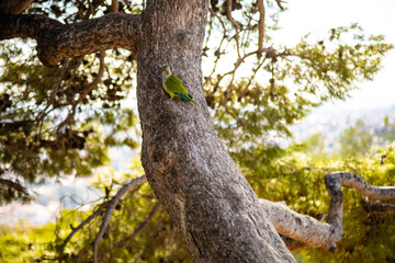 Monk parakeet bird parrot sitting on a tree turned to face the camera. Beautiful nature shot in Barcelona, Spain.