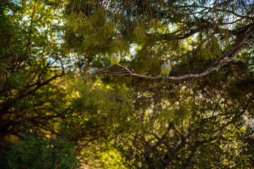 Two Monk parakeet bird parrot sitting on a tree branch. Beautiful nature shot in Barcelona, Spain.