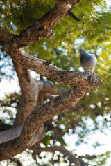 Grey pigeon on a tree branch. Beautiful nature wildlife shot in Barcelona, Spain. © Silviya Stoyanova
