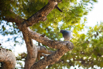Grey pigeon on a tree branch. Beautiful nature wildlife shot in Barcelona, Spain.
