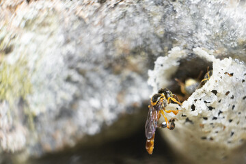 close up of stingless bee entering hive
