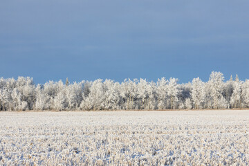 Row of trees with hoarfrost along the snowy field and blue sky.