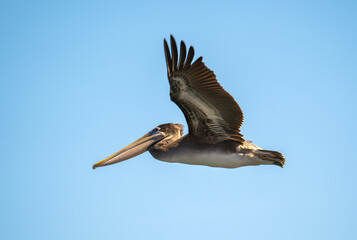 American brown pelicans are flying. 
