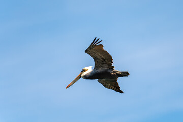 American brown pelicans are flying. 