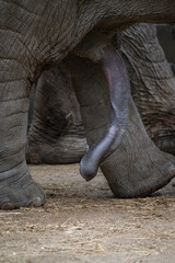 Indian elephant - detail of penis and leg.