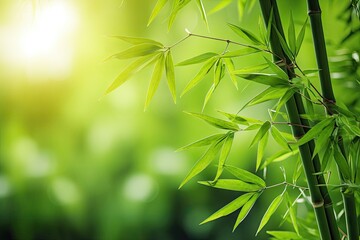 Beautiful green nature background with bamboo branches in a bamboo forest - obrazy, fototapety, plakaty