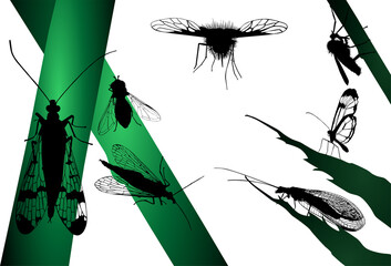 vector, zancudo, mosca, silueta, insectos - obrazy, fototapety, plakaty