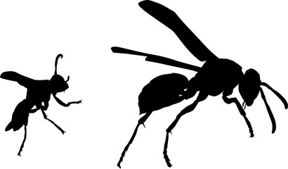 silueta, avispa, vector