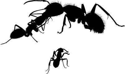 hormigas,  - obrazy, fototapety, plakaty