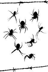 araña, araña capulina, telaraña