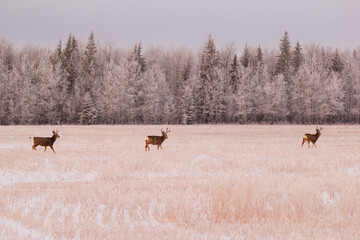 Mule deer in the white winter field near the forest in hoarfrost.