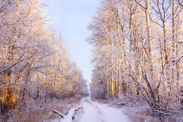 Obraz na płótnie Canvas Snowy country road in the bush in golden hour light.