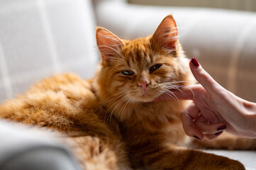 Cute little tabby ginger tomcat looking into the camera
