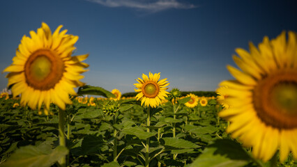 Obraz premium beautiful sun, blue sky, bees, park, nature, yellow flowers, various flowers