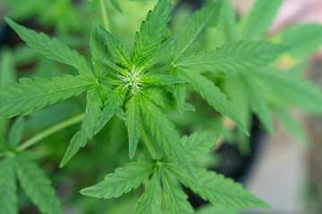Close up on green fresh hemp leaves bush in a pot and gardening tools outdoor. Illegal marijuana cultivation at home.