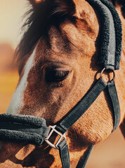 Portrait of a beautiful pony with a blue halter on its muzzle, grazing in a field on a summer...